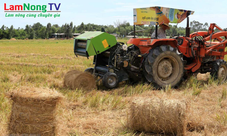 rơm cuộn làm thức ăn dự trữ cho bò trong vụ đông