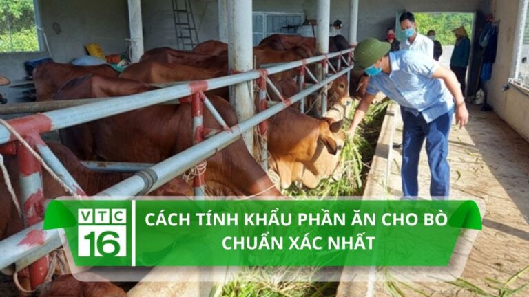 thức ăn cho bò