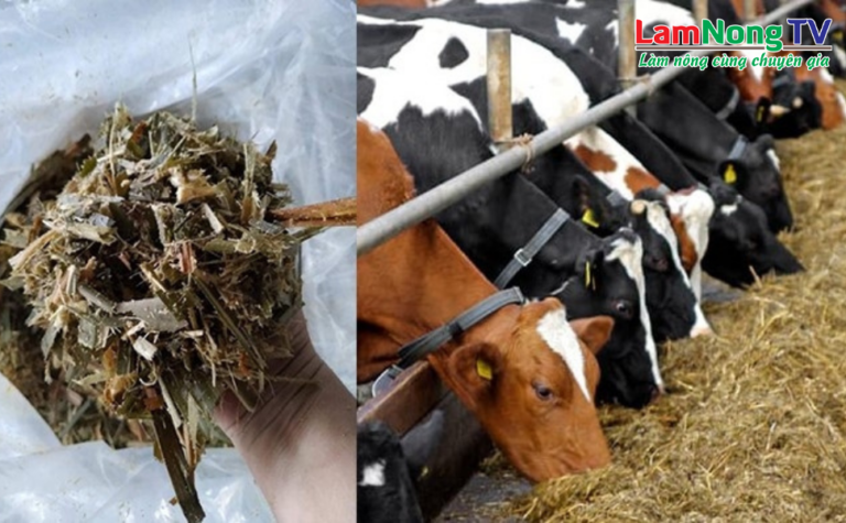 ủ chua cỏ làm thức ăn chăn nuôi