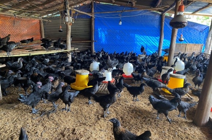 trại nuôi gà h'mông