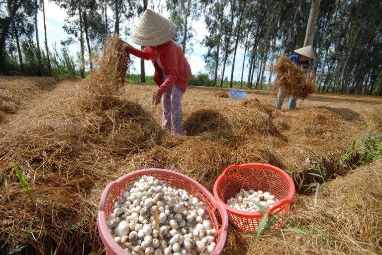 xử lý rơm rạ