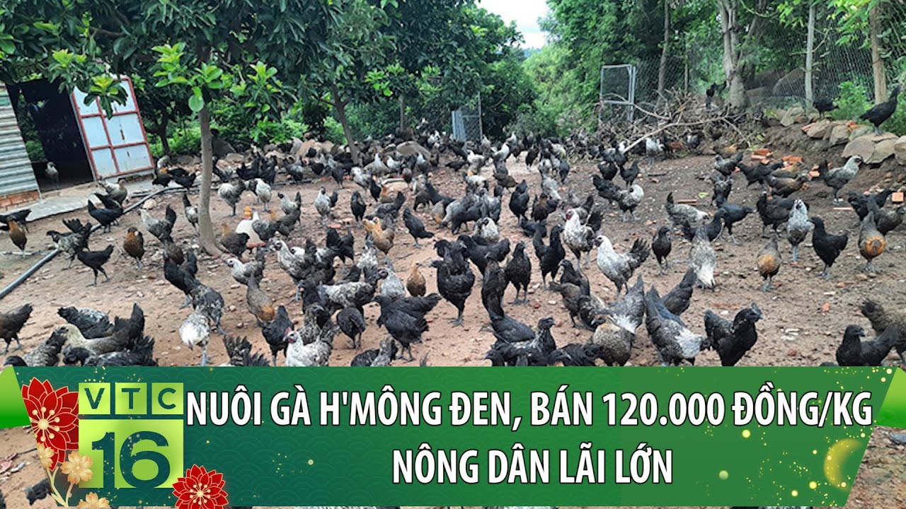 Kỹ Thuật Nuôi Gà H’Mông Chi Tiết, Hiệu Quả Từ A-Z